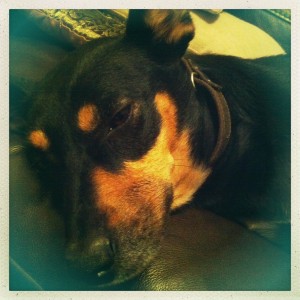 Daisy
